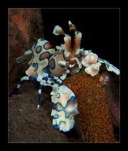 Harlequin shrimp having lunch by Charles Wright 